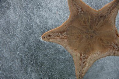 How Did Japanese Species End Up in US Waters?
